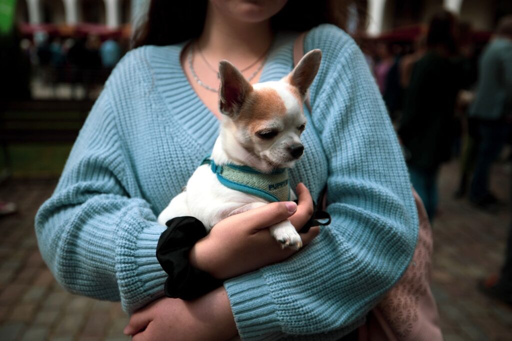 Person holding small dog as they walk down the street. Pet Friendly Apartments For Rent in Berkeley CA.