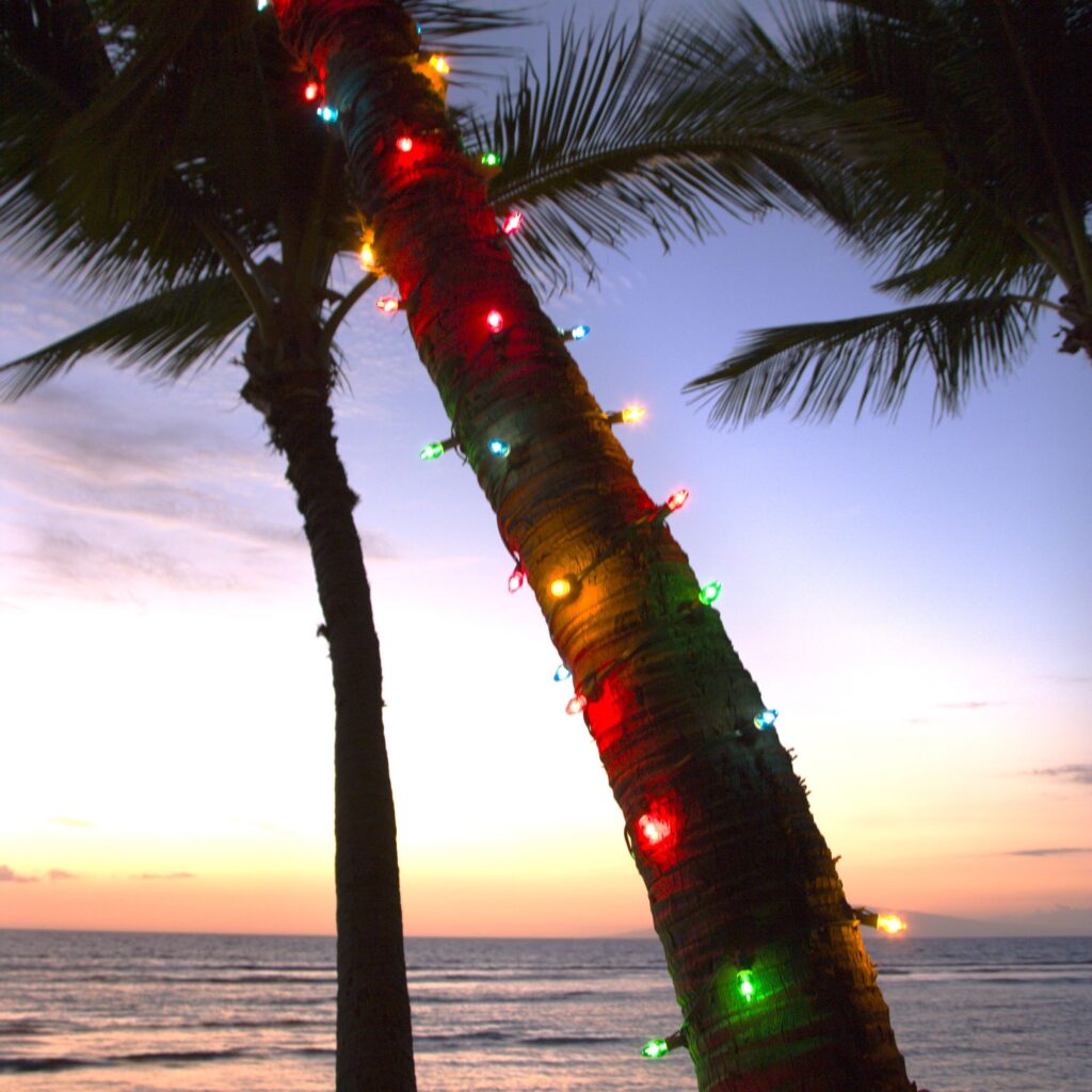 Palm tree on the beach decorated with lights for the holidays.
