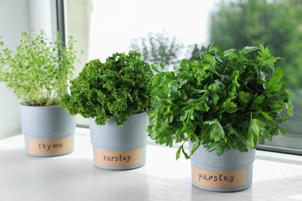 Sustainable potted herb garden by a window in an Allston + Stadium Place apartment.
